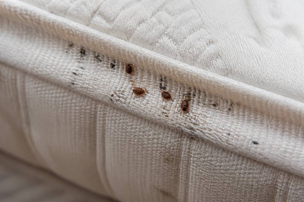 Puces matelas : comment les reconnaître et s’en débarrasser efficacement