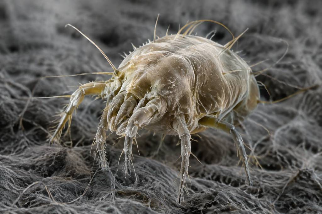 Acariens taille réelle : à quoi ressemblent-ils au microscope ?